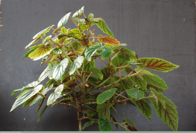 B. ‘Margaritae’